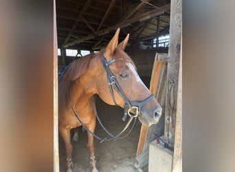 Tschechisches Warmblut, Stute, 14 Jahre, 158 cm, Fuchs