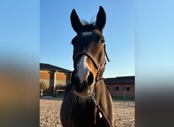 Tschechisches Warmblut, Stute, 14 Jahre, 165 cm, Brauner