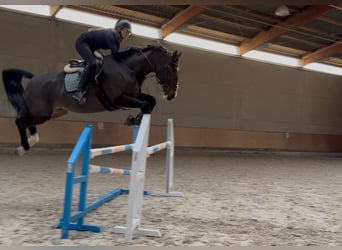 Tschechisches Warmblut, Stute, 14 Jahre, 165 cm, Brauner