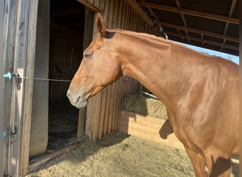 Tschechisches Warmblut Mix, Stute, 14 Jahre, 165 cm, Fuchs