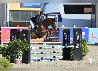 Tschechisches Warmblut, Stute, 14 Jahre, 170 cm, Fuchs