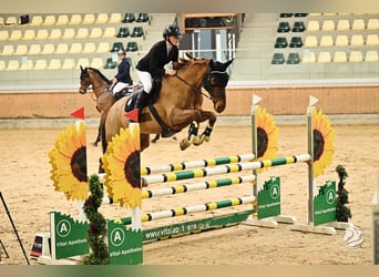 Tschechisches Warmblut, Stute, 15 Jahre, 168 cm, Fuchs