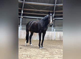 Tschechisches Warmblut, Stute, 15 Jahre, 173 cm, Dunkelbrauner