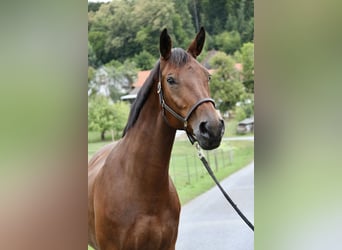 Tschechisches Warmblut, Stute, 16 Jahre, 162 cm, Brauner