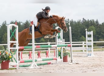 Tschechisches Warmblut, Stute, 16 Jahre, 170 cm, Dunkelfuchs