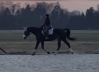 Tschechisches Warmblut, Stute, 16 Jahre, 177 cm, Brauner