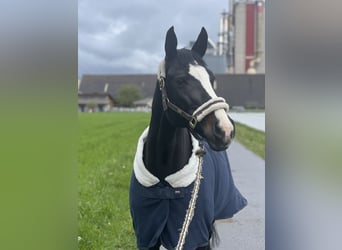 Tschechisches Warmblut, Stute, 16 Jahre