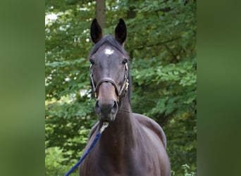 Tschechisches Warmblut, Stute, 17 Jahre, 169 cm, Brauner