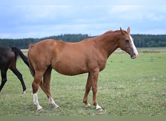 Tschechisches Warmblut, Stute, 17 Jahre, 169 cm, Dunkelfuchs
