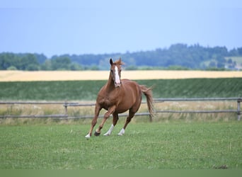 Tschechisches Warmblut, Stute, 17 Jahre, 169 cm, Dunkelfuchs