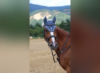 Tschechisches Warmblut Mix, Stute, 18 Jahre, 161 cm, Fuchs