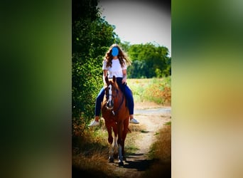 Tschechisches Warmblut Mix, Stute, 18 Jahre, 161 cm, Fuchs