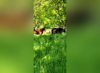 Tschechisches Warmblut Mix, Stute, 18 Jahre, 161 cm, Fuchs