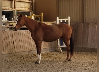 Tschechisches Warmblut Mix, Stute, 18 Jahre, 161 cm, Fuchs