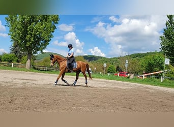 Tschechisches Warmblut Mix, Stute, 18 Jahre, 161 cm, Fuchs