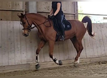 Tschechisches Warmblut Mix, Stute, 18 Jahre, 161 cm, Fuchs