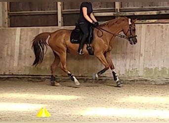 Tschechisches Warmblut Mix, Stute, 18 Jahre, 161 cm, Fuchs