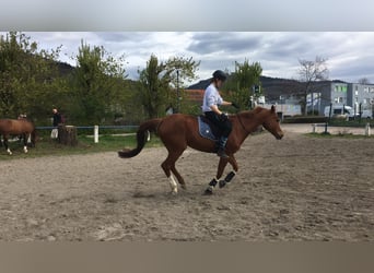 Tschechisches Warmblut, Stute, 18 Jahre, 161 cm, Fuchs