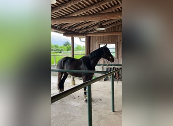 Tschechisches Warmblut, Stute, 18 Jahre, 163 cm, Dunkelbrauner