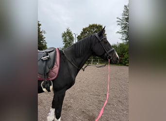 Tschechisches Warmblut, Stute, 18 Jahre, 163 cm, Dunkelbrauner