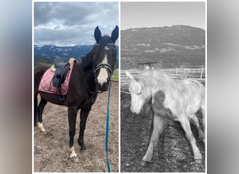 Tschechisches Warmblut, Stute, 18 Jahre, 163 cm, Dunkelbrauner