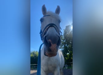 Tschechisches Warmblut, Stute, 18 Jahre, 163 cm, Dunkelbrauner