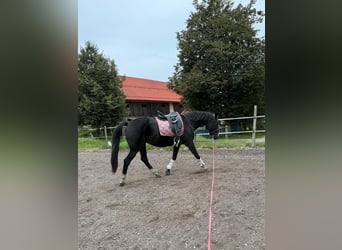 Tschechisches Warmblut, Stute, 18 Jahre, 163 cm, Dunkelbrauner