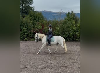 Tschechisches Warmblut, Stute, 18 Jahre, 163 cm, Dunkelbrauner