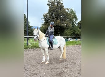 Tschechisches Warmblut, Stute, 18 Jahre, 163 cm, Dunkelbrauner
