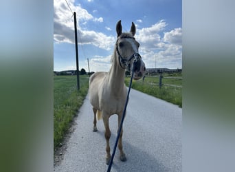Tschechisches Warmblut, Stute, 19 Jahre, 168 cm, Palomino