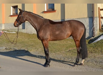 Tschechisches Warmblut, Stute, 19 Jahre, 175 cm, Brauner