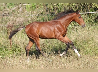 Tschechisches Warmblut, Stute, 1 Jahr, Brauner
