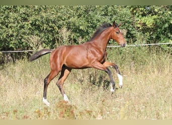 Tschechisches Warmblut, Stute, 1 Jahr, Brauner