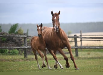 Tschechisches Warmblut, Stute, 1 Jahr, Rotbrauner