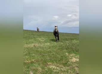 Tschechisches Warmblut, Stute, 3 Jahre, 165 cm, Rotschimmel