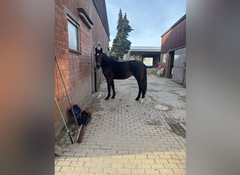 Tschechisches Warmblut, Stute, 4 Jahre, 164 cm, Dunkelbrauner