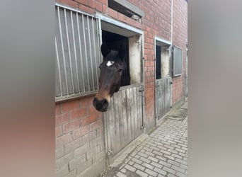 Tschechisches Warmblut, Stute, 4 Jahre, 164 cm, Dunkelbrauner