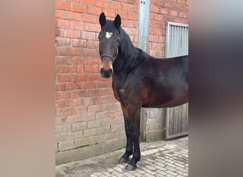 Tschechisches Warmblut, Stute, 4 Jahre, 164 cm, Dunkelbrauner