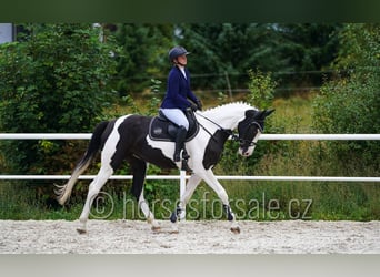 Tschechisches Warmblut, Stute, 4 Jahre, 171 cm, Schecke