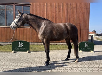 Tschechisches Warmblut, Stute, 5 Jahre, 164 cm, Schimmel