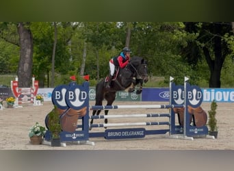 Tschechisches Warmblut, Stute, 5 Jahre, 165 cm, Dunkelbrauner