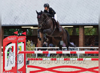 Tschechisches Warmblut, Stute, 5 Jahre, 165 cm, Schwarzbrauner