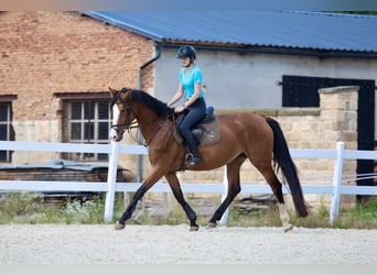 Tschechisches Warmblut, Stute, 5 Jahre, 166 cm, Rotbrauner