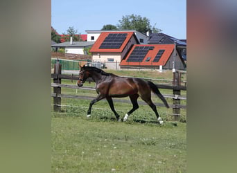 Tschechisches Warmblut, Stute, 5 Jahre, 167 cm, Dunkelbrauner