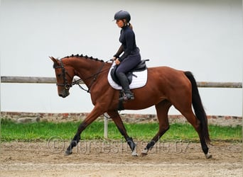 Tschechisches Warmblut, Stute, 6 Jahre, 162 cm, Brauner