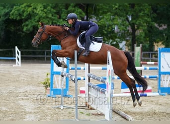 Tschechisches Warmblut, Stute, 6 Jahre, 162 cm, Brauner