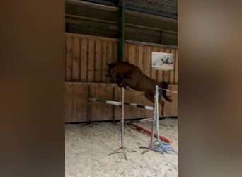 Tschechisches Warmblut, Stute, 6 Jahre, 163 cm, Dunkelfuchs