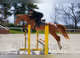 Tschechisches Warmblut, Stute, 6 Jahre, 163 cm, Fuchs