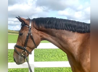 Tschechisches Warmblut, Stute, 6 Jahre, 167 cm, Brauner