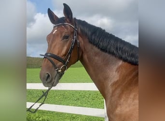 Tschechisches Warmblut, Stute, 6 Jahre, 167 cm, Brauner